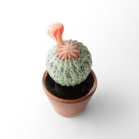 Potted Sonoran I