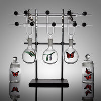 Metamorphosis I