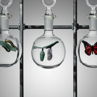 Metamorphosis I