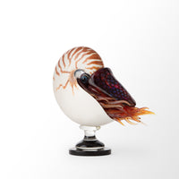 Nautilus