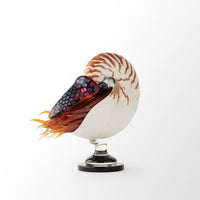 Nautilus