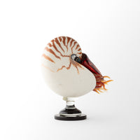 Nautilus