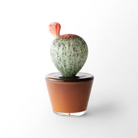 Potted Sonoran I